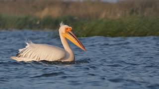 Wild Danube Delta with Sakertours