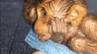 save the baby monkey who got caught in the rain