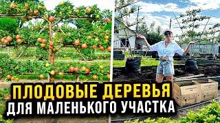 ЖИВАЯ ИЗГОРОДЬ НА УЧАСТКЕ ИЗ ПЛОДОВЫХ ДЕРЕВЬЕВ НА ШПАЛЕРЕ