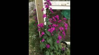 Lunaria annua | Honesty  plant | Judas penning | Sedef çiçeği