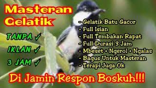 Masteran burung gelatik batu durasi 3 jam full bebas hambatan