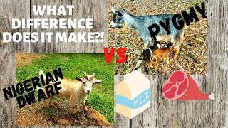 WHATS the DIFFERENCE?! PYGMY GOATS vs NIGERIAN DWARF GOATS!  Which BREED is the BEST PET GOAT?