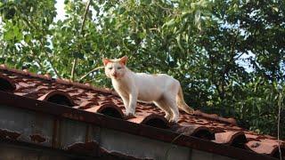 Someone poured hot water into this cat