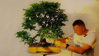 How to: Get Hornbeam yamadori bonsai from the woods to the exhibition