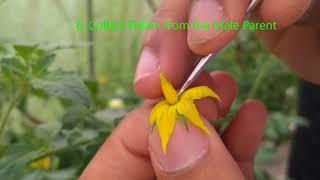 Tomato Hand Emasculation and Pollination