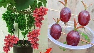 Simple tips for growing grapes In fruitful water 9.99% /  Growing grapes in tropical country.