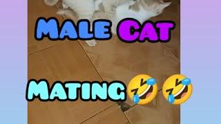 two male cats mating