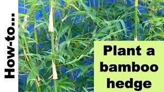 How to plant a bamboo hedge or screen