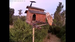 #OwletFinley In Full Color.  Owl Box OSC - 6/21/23 - 5:20 am