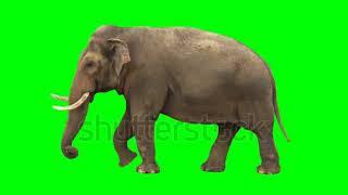 Green screen elephant video