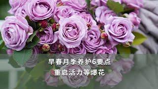 【海媽園藝課堂】早春月季養護6要點，重啓活力等寶花~ | flower