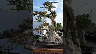 bonsai serut di pamnas grobogan#pamnas #belajarbonsai #pameranbonsai #bonsaiindonesia #bonsaippbi