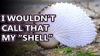 Argonaut facts: aka paper nautilus | Animal Fact Files