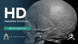 How We Use HD Geometry In ZBrush Workflow (Quick Tip 3)