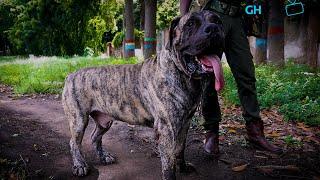 A chat with Titi's Kennel with Bruno the Big Brindle Boerboel at BBAG Boerboel Appraisal 2023