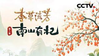 枸杞到底有什么功效？何以成为养生界的 “当红顶流”《本草流芳》 第8集 南山有杞 | CCTV「本草流芳」