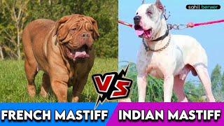 Indian Mastiff Vs French Mastiff || Pakistani Bully Vs Dogue De Bordeaux || SAHIL BERWER