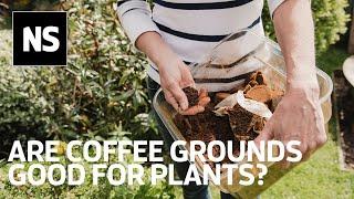 Are coffee grounds good for plants?