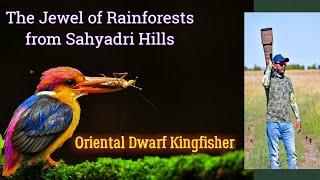 ORIENTAL DWARF KINGFISHER - The Jewel of a Rainforest from the Western Ghats, Sahyadri Hills.