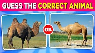 Guess the Correct Animal ‍️ | Animal Quiz