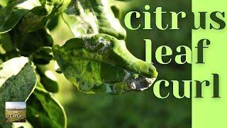 Citrus Tree Diseases: LEAF CURL Treatment