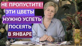 ВНИМАНИЕ! КАКИЕ ЦВЕТЫ ПОСЕЯТЬ В ЯНВАРЕ 2022!