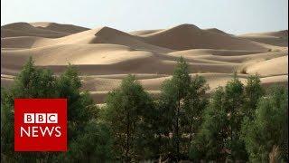 Why is Africa building a Great Green Wall? BBC News