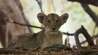 SECRETS Of WILD INDIA  DESERT LION   Episode 3  David Attenborough    HD 720pi