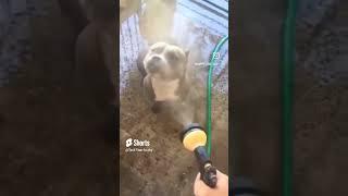 My dog in the summer #2 #techtitan #techtitans #funny #techmemer #viralvideo