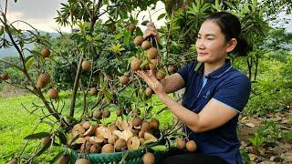 Harvesting Sapodilla fruit, ripening vinegar goes to the Market sell - Animal Care - Nguyễn Thị Diễm