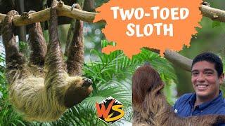 Two-Toed Sloths Unveiled: The Ultimate Guide to Nature's Delightful Dose of Slow Motion!