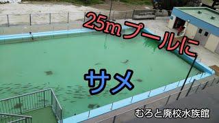 学校のプールにサメ！？むろと廃校水族館！