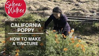 How to Make a California Poppy Tincture