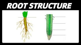 Root - types, regions, zones, structure