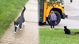Every Day Rescue Cat Walks His Little Girl To The School Bus
