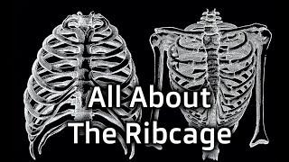 All About the Ribcage