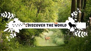 Интрото на канала ни Discover World BG НОВО