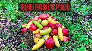 We Left a PILE OF FRUIT in the Woods. Heres what happened! Trail Camera: The Fruit Pile