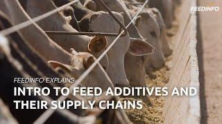Intro to Feed Additives and Their Supply Chains | Feedinfo Explains