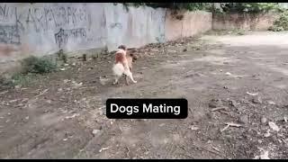 crazy dog mating