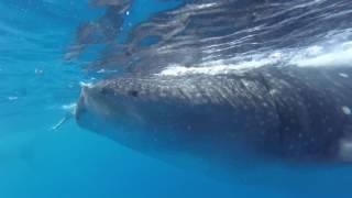 Eaten by a whaleshark (NOT CLICKBAIT)