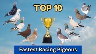 Top 10 Best Racing Pigeon Bloodlines In The World