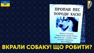 ЯК ЗНАЙТИ ВКРАДЕНОГО СОБАКУ: ПОРАДИ ТА ДІЇ І ШКОЛА ДЛЯ СОБАК DRED