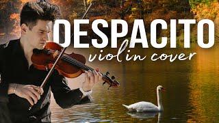 This video will make you smile! DESPACITO violin cover by David Bay and swans