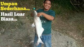 Mancing di Sungai Dapat Ikan Patin Monster Pakai Umpan Ini Paling di Sukai Ikan Patin/jendil