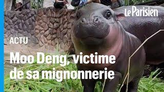 Moo Deng, le bébé hippopotame nain qui fait craquer Internet (et ce n’est pas sans danger)