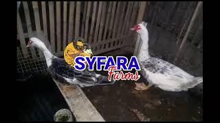 SYFARA FARMS ( EDUKASI SEKOLAH TERNAK )