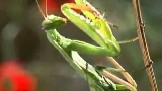 Female Praying Mantis Kills Male During Mating.mp4