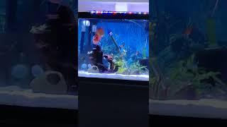 75 gallon community tank with discus