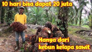 UNTUNG 20 JUTA DALAM 10 HARI!!!! BISNIS PERKEBUNAN KELAPA SAWIT MENGGIURKAN